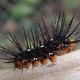Illustration for article titled Extraordinary eggs and caterpillars are as beautiful as the butterflies